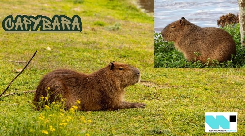 Capybara